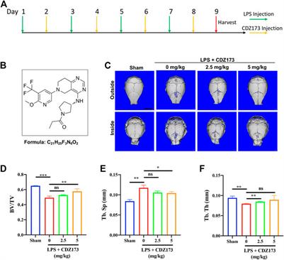 Phosphatidyl Inositol 3-Kinase (PI3K)-Inhibitor CDZ173 protects against LPS-induced osteolysis